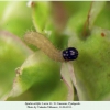 spialia orbifer pyatigorsk larva l1